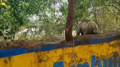 रातू: मेरियाटांड स्थित पुराने कोल्ड स्टोर में दो हाथियों के आने से भय का माहौल, वनकर्मी तैनात