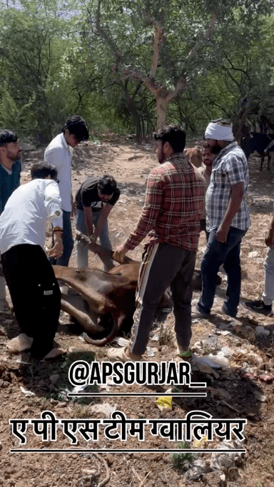 लोग गाय को तब तक रखेंगे जब तक वो दूध देती रहेगी फिर उसे फेंक देंगे, कुछ तो शर्म करो 🙏🏻Respect Girls  #apsgurjar #help #viral #support #cow