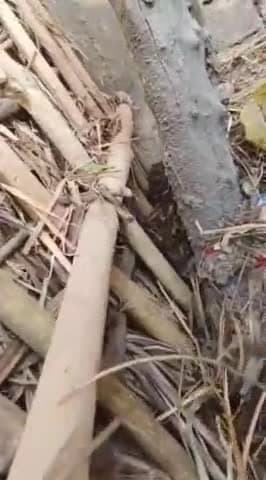 सोहेलवा वन्यजीव प्रभाग के वनकटवा रेंज में जंगल से सटे टेगनवार गांव में रामप्यारे यादव के फूस के मकान में तेंदुए का शावक