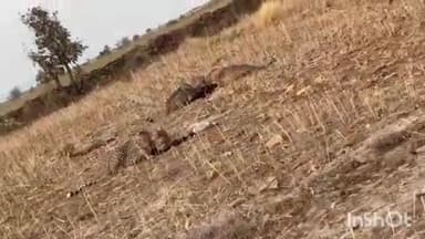 कराहल: कुणो से निकली चीता ज्वाला ने उमरी कला में 6 बकरियों का शिकार किया, वीडियो वायरल