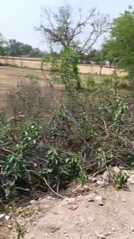 गरेला रोड पे एक अल्टो कार सड़क हादसा में एक युवक घायल अस्पता में भारती🤯😓#महाराजपुर #छतरपुर