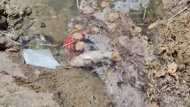 मंदसौर: रामटेकरी तेलिया तालाब में फैक्ट्री के केमिकल युक्त पानी और ऑक्सीजन की कमी से मछलियां मर रही हैं