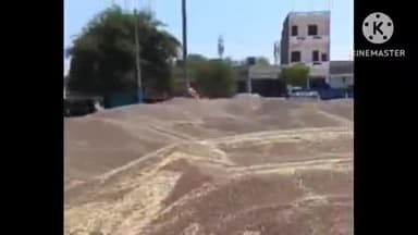 भिवानी: नई अनाज मंडी में 1.70 लाख क्विंटल सरसों की हुई आवक, समय पर हो रहा है उठान