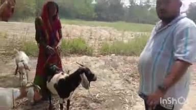 नावकोठी: नावकोठी वार्ड 1 में अग्नि पीड़ित परिवारों के लिए पशु चिकित्सा शिविर का आयोजन, एक दर्जन घायल बकरियों का किया गया इलाज