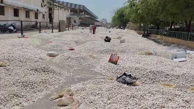 मंदसौर: मंदसौर लालघाटी कृषि उपज मंडी में 20 हजार बोरी लहसुन पहुंचा, भाव ₹1750 से ₹9000 के बीच रहा