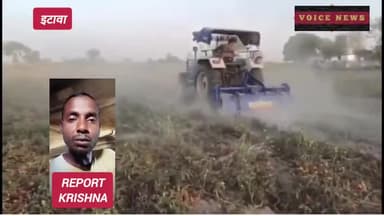 यूपी में यहां फ्री में भी टमाटर लेने को तैयार नहीं हैं लोग, फसल में ट्रैक्टर चलाने को मजबूर हुए किसान, #etawa #viral
