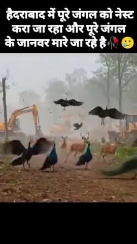 दरिंदो को परिंदों की आह क्यों नहीं सुनाई देती है ।