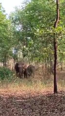 गोला: जांगी करमा जारा में हाथियों के आतंक से ग्रामीणों में भय का माहौल #news #elephantnews
