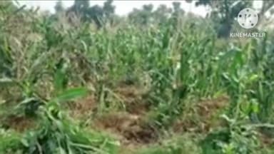 सोनाहातु: सोनाहातु में हाथियों के झुंड ने फसल को किया नष्ट