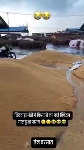 राजन बांका बिन मौसम के बारिश के वजह से किस को वह नुकसान