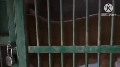 बड़गांव: सज्जनगढ़ बायोलॉजिकल पार्क में गर्मी से बचाव के लिए शेर को कूलर में रखा गया, भालू को आइसक्रीम और ग्लूकॉन-D दिया जा रहा