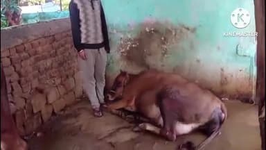 घाघरा: पुटो रोड पर वज्रपात की चपेट में आने से एक मवेशी की मौत, पीड़ित ने दी जानकारी