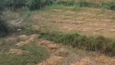 मधेपुरा: ज़िले में बेमौसम बारिश से फसलों को हुआ नुकसान, राजद नेता विनीता भारती ने किसानों को मुआवजा देने की उठाई मांग