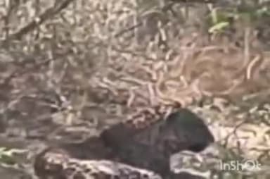 देसूरी: देसूरी के आना गांव में घायल लेपर्ड दिखा, जोधपुर से बुलाई गई टीम, 15 दिन पहले भी वन विभाग ने किया था रेस्क्यू का प्रयास