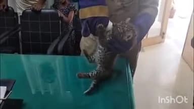 बिजनौर: गांव फतेहपुर के जंगल से वन विभाग की टीम ने गुलदार के शावक का किया रेस्क्यू