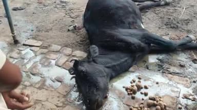 सिलाव: सीलाव के गोला रोड पर विद्युत करंट की चपेट में आने से गाय की मौत