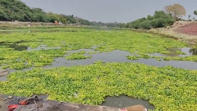मंदसौर: करोड़ों रुपए खर्च के बाद भी पशुपतिनाथ की शिवना नदी में जलकुंभी की समस्या बनी हुई है, फिर से बड़ी संख्या में जलकुंभी दिखाई दे रही है