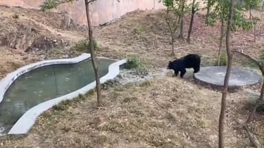 बड़गांव: गर्मी से बचाव के लिए सज्जनगढ़ बायोलॉजिकल पार्क में वन्यजीवों के लिए किए गए विशेष इंतजाम, वन्यजीव चिकित्सक ने दी जानकारी