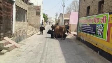 अनूपगढ़: अनूपगढ़ के वार्ड नंबर 21 में आवारा पशुओं की लड़ाई से मुख्य मार्ग हुआ अवरुद्ध