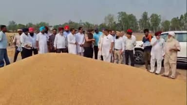 ਭੁਲੱਥ: ਆਪ ਦੇ ਹਲਕਾ ਭੁਲੱਥ ਤੋਂ ਇੰਚਾਰਜ ਐਡਵੋਕੇਟ ਹਰਸਿਮਰਨ ਸਿੰਘ ਘੁੰਮਣ ਨੇ ਨਡਾਲਾ ਅਨਾਜ ਮੰਡੀ ਵਿੱਚ ਕਣਕ ਦੀ ਖਰੀਦ ਸ਼ੁਰੂ ਕਰਵਾਈ