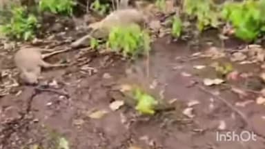 गोड्डा: सुंदर पहाड़ी के डमरु हाट में आसमानी बिजली से चार गायों की मौत