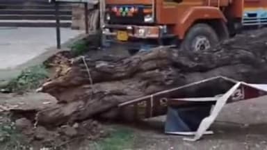बरवाला: पिंजौर कालका रोड पर यस बैंक के पास तेज तूफान से नीम का पेड़ कार पर गिरा