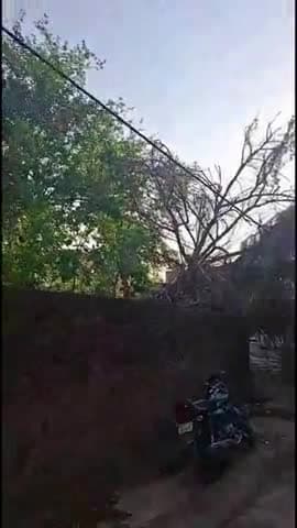 पंचकूला: पिंजौर में तेज आंधी-तूफान से घर की छत पर गिरा पेड़, बिजली के तार लटके, खंभे टेढ़े, बिजली गुल