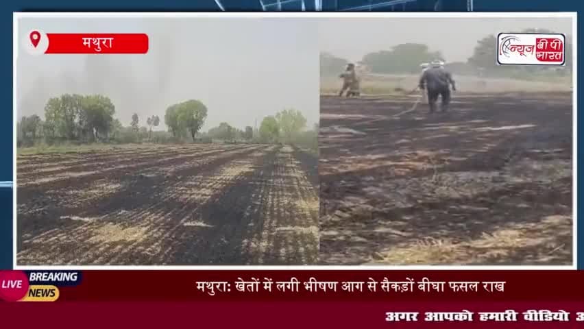 मथुरा में खेतों में लगी भीषण आग, सैकड़ों बीघा गेहूं की फसल जलकर राख; किसानों ने मुहावजे की मांग
#मथुरा #खेतों