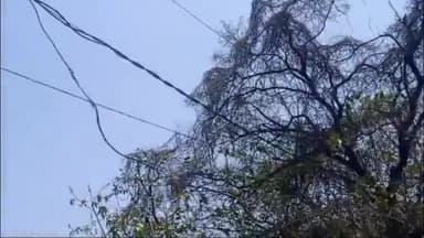 रायबरेली: सताव विकासखंड क्षेत्र में एलटी लाइन की स्थिति हुई खराब, ग्रामीणों में है नाराजगी #jansamasya