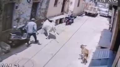 झालरापाटन: झालरापाटन में आवारा गाय का खौफ, पावर हाउस इलाके में पालतू कुत्ते पर किया हमला, सीसीटीवी में कैद हुई घटना