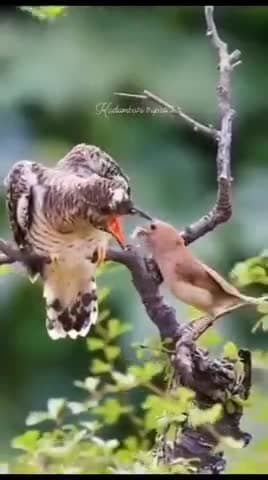 पक्षी अपने बुढे पक्षीयों की देख भाल करते हैं। वही इन्सान अपने बुढे माँ बाप को वृद्धआश्रम छोड़ आता कौन सही कौन गलत❌❎🚫