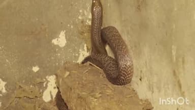 त्योंदा: बासौदा रोड पर मकान से सर्प मित्र परवेज ने जहरीले सर्प को किया रेस्क्यू, सुरक्षित जंगल में छोड़ा