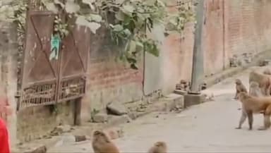 नगर पंचायत सिधौली में बंदरों का आतंक जारी जिम्मेदार बेपरवाह 
#नगरपंचायत #सिधौली #बंदर