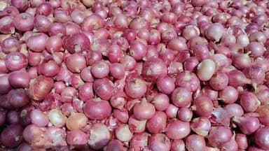 मंदसौर: लालघाटी की कृषि उपज मंडी में प्याज के दाम कम मिलने से किसानों में आक्रोश; कहा- लागत भी नहीं मिल रही है, भाव बढ़ाना चाहिए