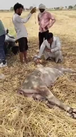 जंगल मै लीलगाय का इलाज कराते हुए,