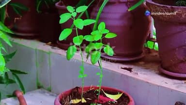 तुलसी के पौधों का महत्व।
#hindu #tulshi