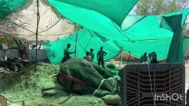 बड़गांव: जिले में बीमार हाथी रामू का विशेषज्ञों की देखरेख में उचित उपचार, टेंट लगाकर छांव की व्यवस्था की गई