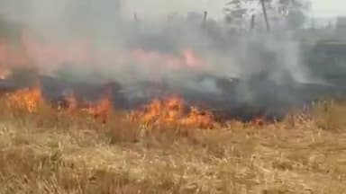 पंचकूला: कजमपुर गांव में किसानों के खेतों में खड़ी गेहूं की फसल में लगी आग