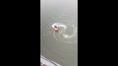 मिर्ज़ापुर: कटरा कोतवाली थाना क्षेत्र के शास्त्री ब्रिज से हाई स्कूल फेल होने पर छात्र ने गंगा में लगाई छलांग, पुलिस तलाश में जुटी