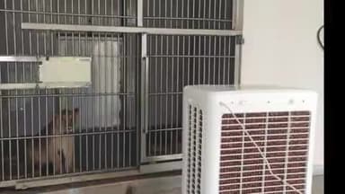 राजगीर: राजगीर जू सफारी में बढ़ती गर्मी के लिए वन्यजीवों की सुरक्षा और राहत के उपाय