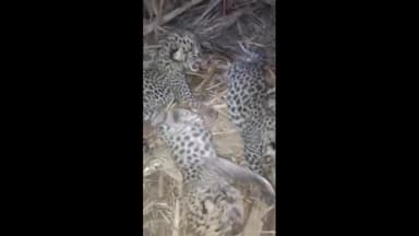 ठाकुरद्वारा: भोजपुर क्षेत्र के खाईया खादर गांव में गन्ने के खेत में मिले तेंदुए के 3 शावक, सोशल मीडिया पर वीडियो हुआ वायरल