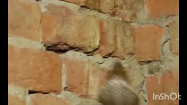 त्योंदा: बासौदा मार्ग पर स्थित एक मकान से सर्प मित्र परवेज ने जहरीले इंडियन कोबरा सर्प को रेस्क्यू किया, सुरक्षित जंगल में छोड़ा