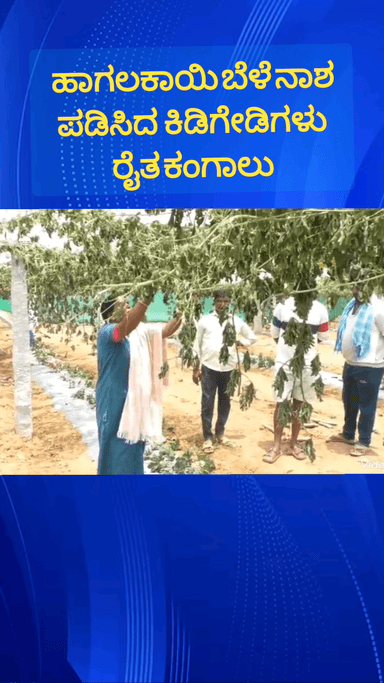 ಹೊಸಕೋಟೆ: ಗೊಟ್ಟಿಗೆರೆ ಗ್ರಾಮದಲ್ಲಿ ಹಾಗಲಕಾಯಿ ಬೆಳೆ ನಾಶ ಪಡಿಸಿದ ಕಿಡಿಗೇಡಿಗಳು ರೈತ ಕಂಗಾಲು