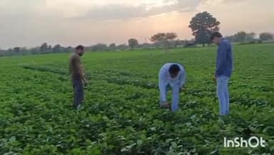 खिरकिया: खिरकिया में कृषि अधिकारी ने जैविक खेती का निरीक्षण किया