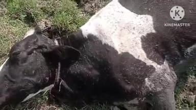 खुरई: विद्युत विभाग की लापरवाही से सुभाष वार्ड में तलैया के पीछे गाय को लगा करंट, मालिक को ₹1 लाख का नुकसान, शिकायत दर्ज