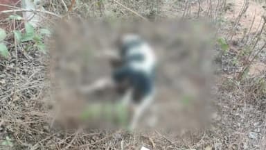 झांसी: खैलार के स्वास्थ्य केंद्र के पास एंबुलेंस चालक ने जानबूझकर एक बेजुबान कुत्ते को कुचला, घटना सीसीटीवी कैमरे में कैद