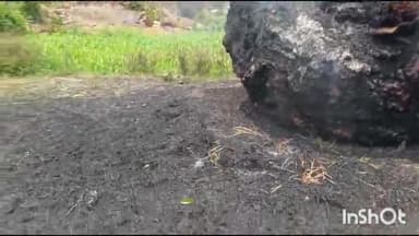 हिलसा: कमता में पुंज और खड़ी गेहूं की फसल में लगी आग