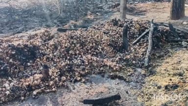 दलौदा: दलोदा थाना क्षेत्र के कचनारा में किसान के खेत पर बने झोपड़ी में आग लगने से ऊंटी क्वालिटी की लहसुन जलकर खाक हो गई