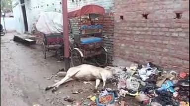 बिहार: कोनासराय नवाव टोली में बिजली के करंट से गाय की मौत