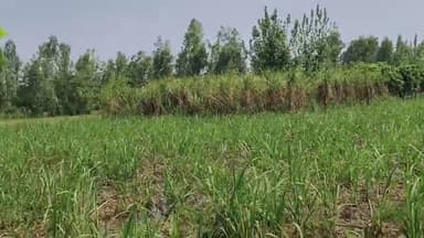 अमरोहा: गांव अतरासी के जंगलों में पेड़ के नीचे तेंदुआ दिखाई दिया, किसानों में दहशत का माहौल